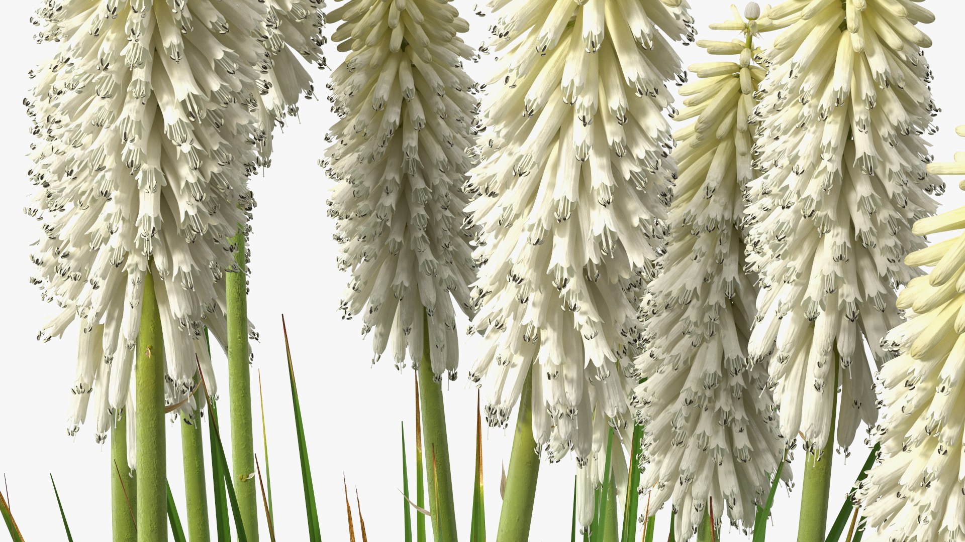 3D Kniphofia Little Maid model https://p.turbosquid.com/ts-thumb/eA/O1viwS/2d/kniphofialittlemaid3dsmodel015/jpg/1701090214/1920x1080/fit_q87/79ad7c1e49787f1cf45f856cd023fd82ad31dc69/kniphofialittlemaid3dsmodel015.jpg