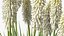 Kniphofia Little Maid