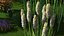 Kniphofia Little Maid