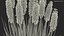 Kniphofia Little Maid