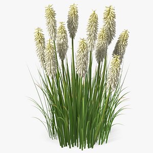 3D Kniphofia Little Maid model