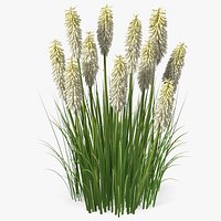 Kniphofia Little Maid