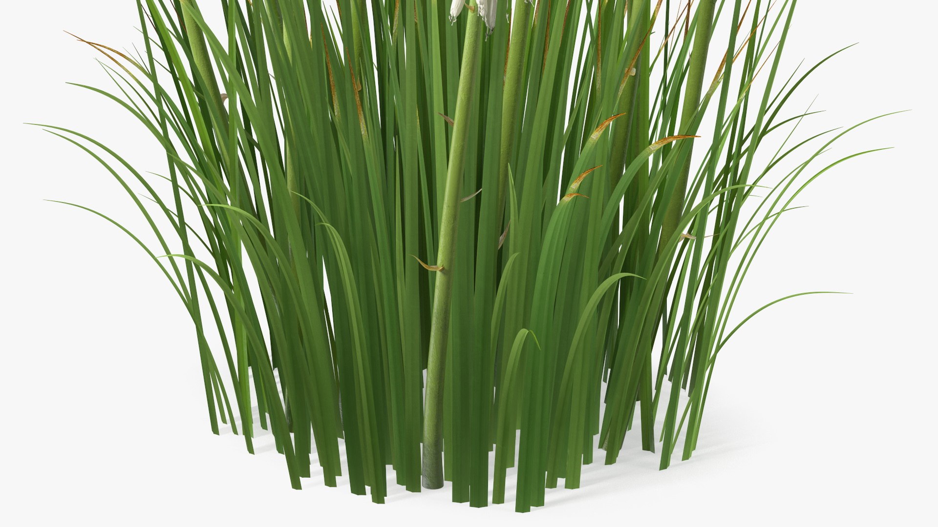 3D Kniphofia Little Maid model https://p.turbosquid.com/ts-thumb/eA/O1viwS/8c/kniphofialittlemaid3dsmodel016/jpg/1701090218/1920x1080/fit_q87/5adde942c0dd348fe38c7318b546df1320d3f9cc/kniphofialittlemaid3dsmodel016.jpg