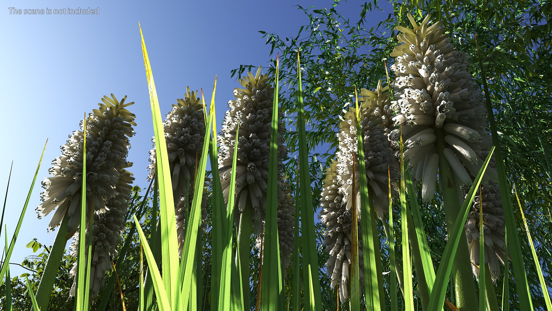 3D Kniphofia Little Maid model https://p.turbosquid.com/ts-thumb/eA/O1viwS/CZ/kniphofialittlemaid3dsmodel007/jpg/1701090176/1920x1080/fit_q87/41fb57b8ce51534e6be51cbc3524a037c80bab8f/kniphofialittlemaid3dsmodel007.jpg