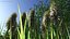 Kniphofia Little Maid