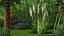 Kniphofia Little Maid