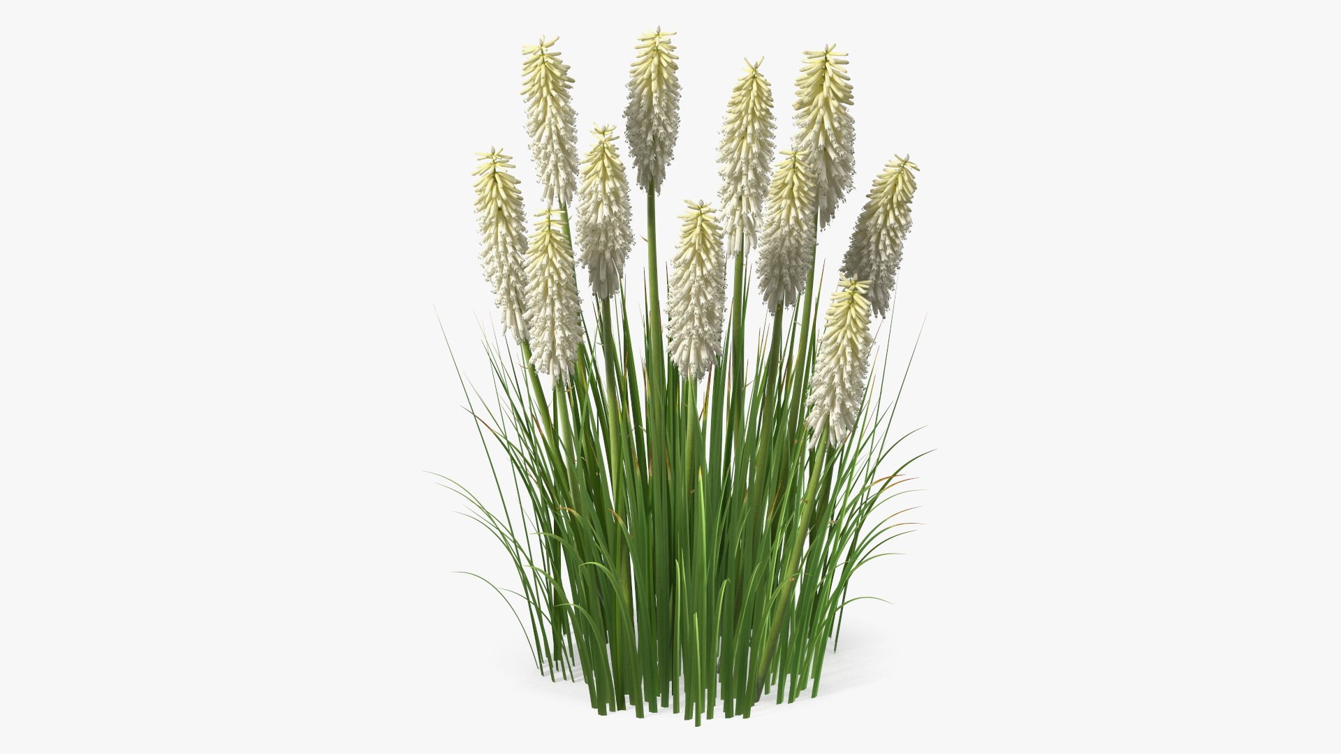 Kniphofia Little Maid 3D model preview