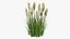 Kniphofia Little Maid