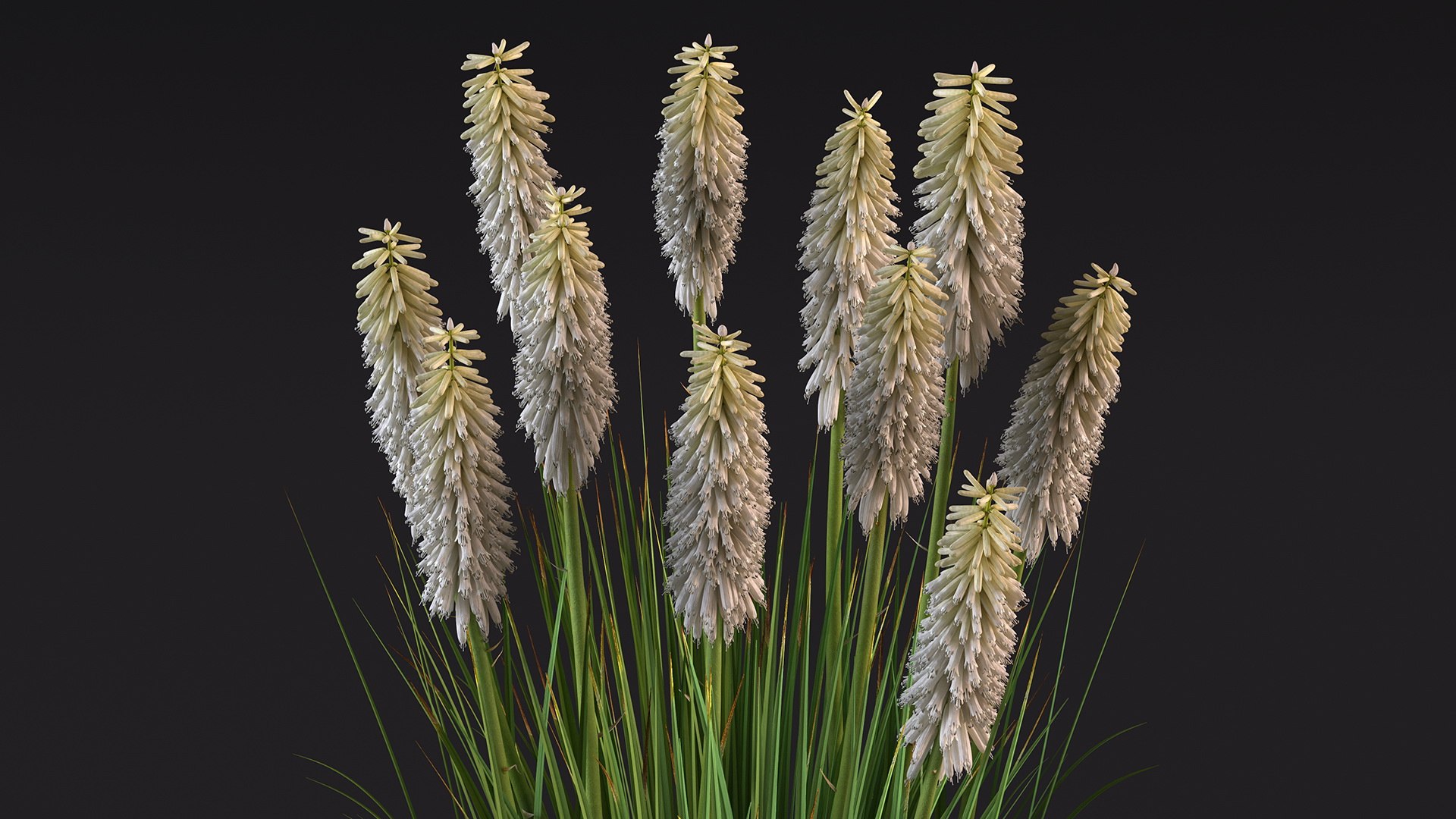 3D Kniphofia Little Maid model https://p.turbosquid.com/ts-thumb/eA/O1viwS/M4/kniphofialittlemaid3dsmodel010/jpg/1701090191/1920x1080/fit_q87/7b024d27553fd16bee15494ba816fe77fd6a6a8d/kniphofialittlemaid3dsmodel010.jpg