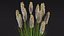 Kniphofia Little Maid