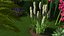 Kniphofia Little Maid