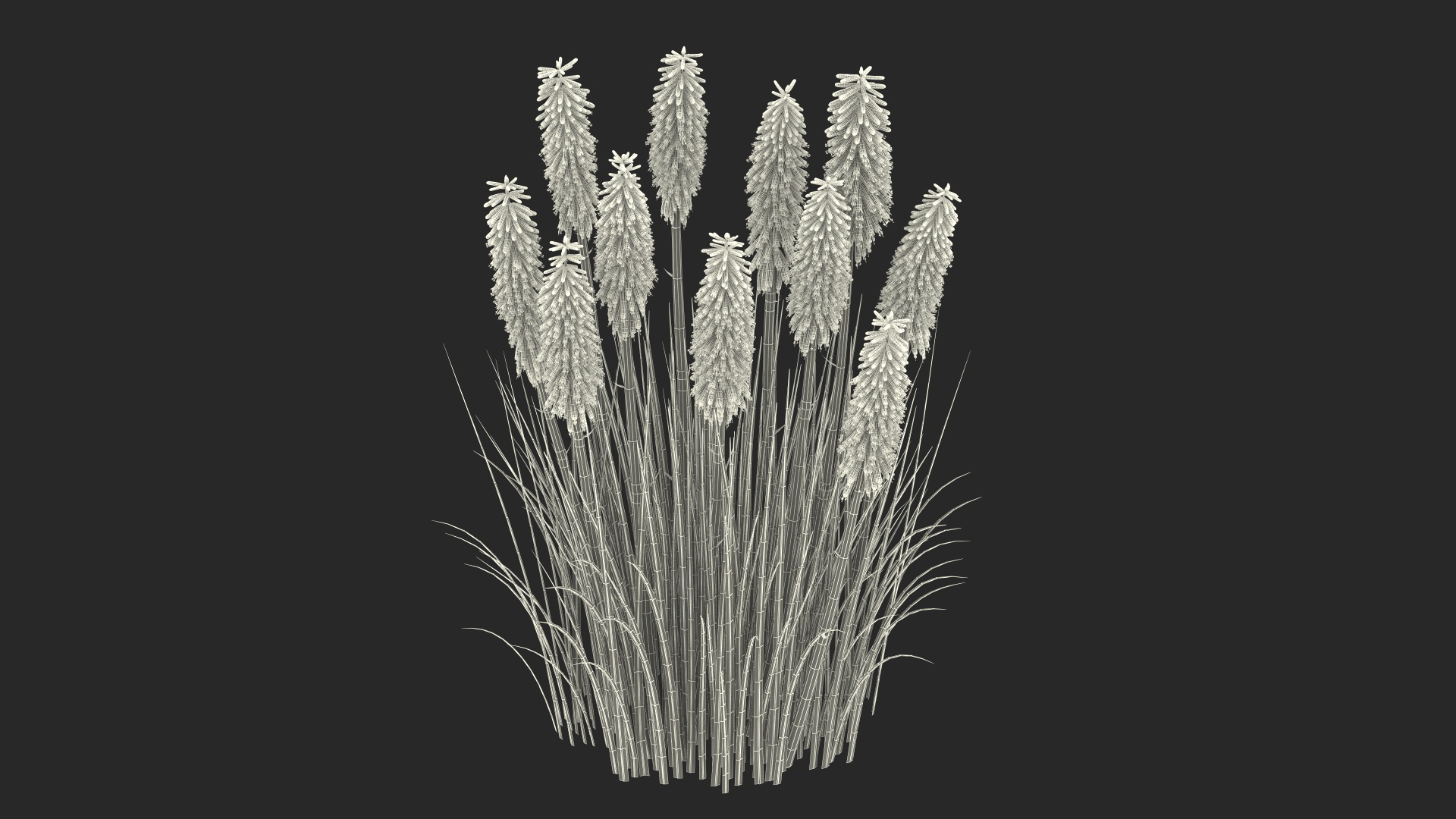 3D Kniphofia Little Maid model https://p.turbosquid.com/ts-thumb/eA/O1viwS/Qv/kniphofia_little_maid_361/jpg/1701089908/1920x1080/turn_fit_q99/cbae13a17fdee155484a115d084a7c0b9cfc81ab/kniphofia_little_maid_361-1.jpg