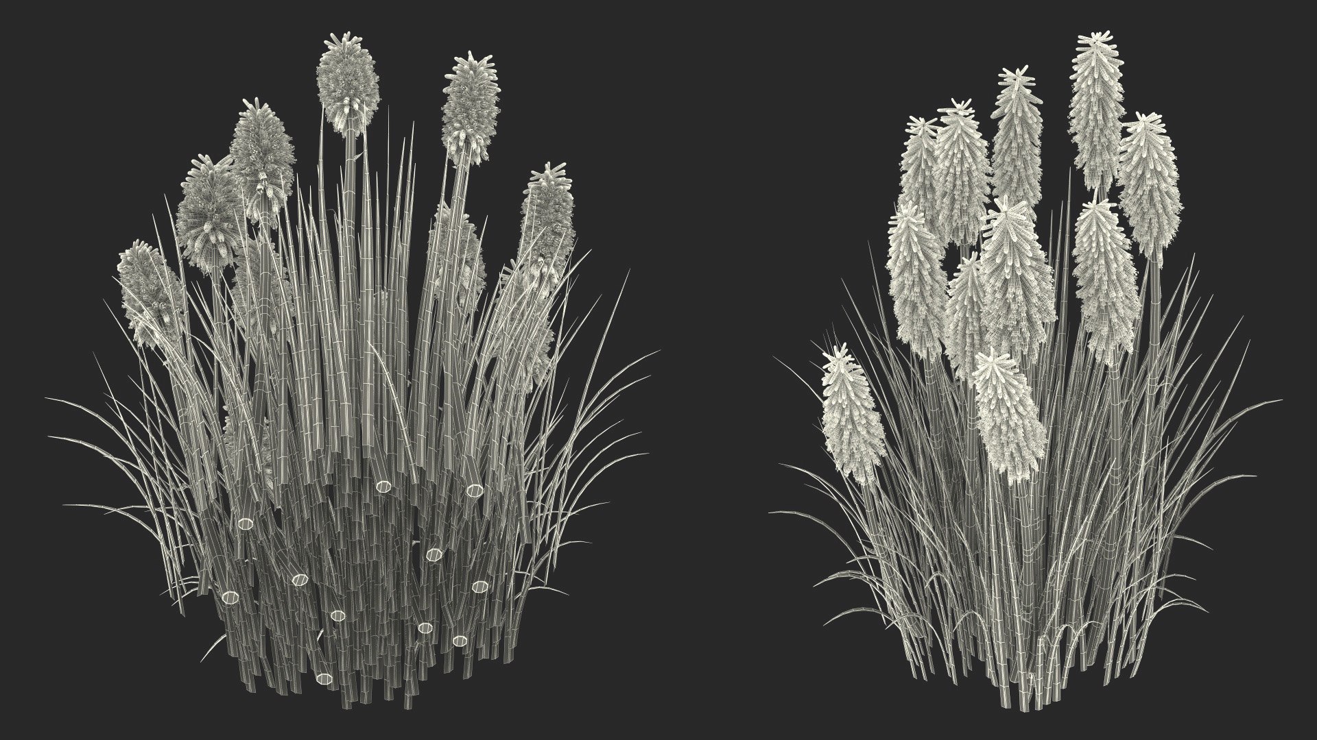 3D Kniphofia Little Maid model https://p.turbosquid.com/ts-thumb/eA/O1viwS/RU/kniphofialittlemaid3dsmodel029/jpg/1701090276/1920x1080/fit_q87/e1fbbf70e552f044b99577f74b6bc6fe9bdfee2c/kniphofialittlemaid3dsmodel029.jpg