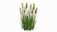 Kniphofia Little Maid
