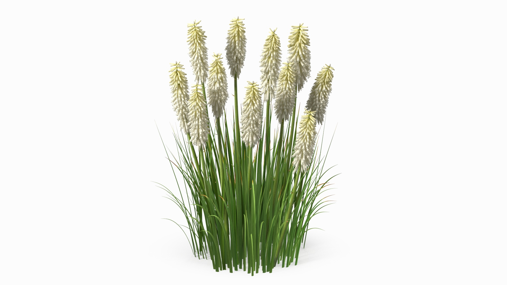 3D Kniphofia Little Maid model https://p.turbosquid.com/ts-thumb/eA/O1viwS/X9/kniphofia_little_maid_360/jpg/1701089655/1920x1080/turn_fit_q99/8cb424ebe1167fdb7cee0eaa2b346243a9df3c80/kniphofia_little_maid_360-1.jpg