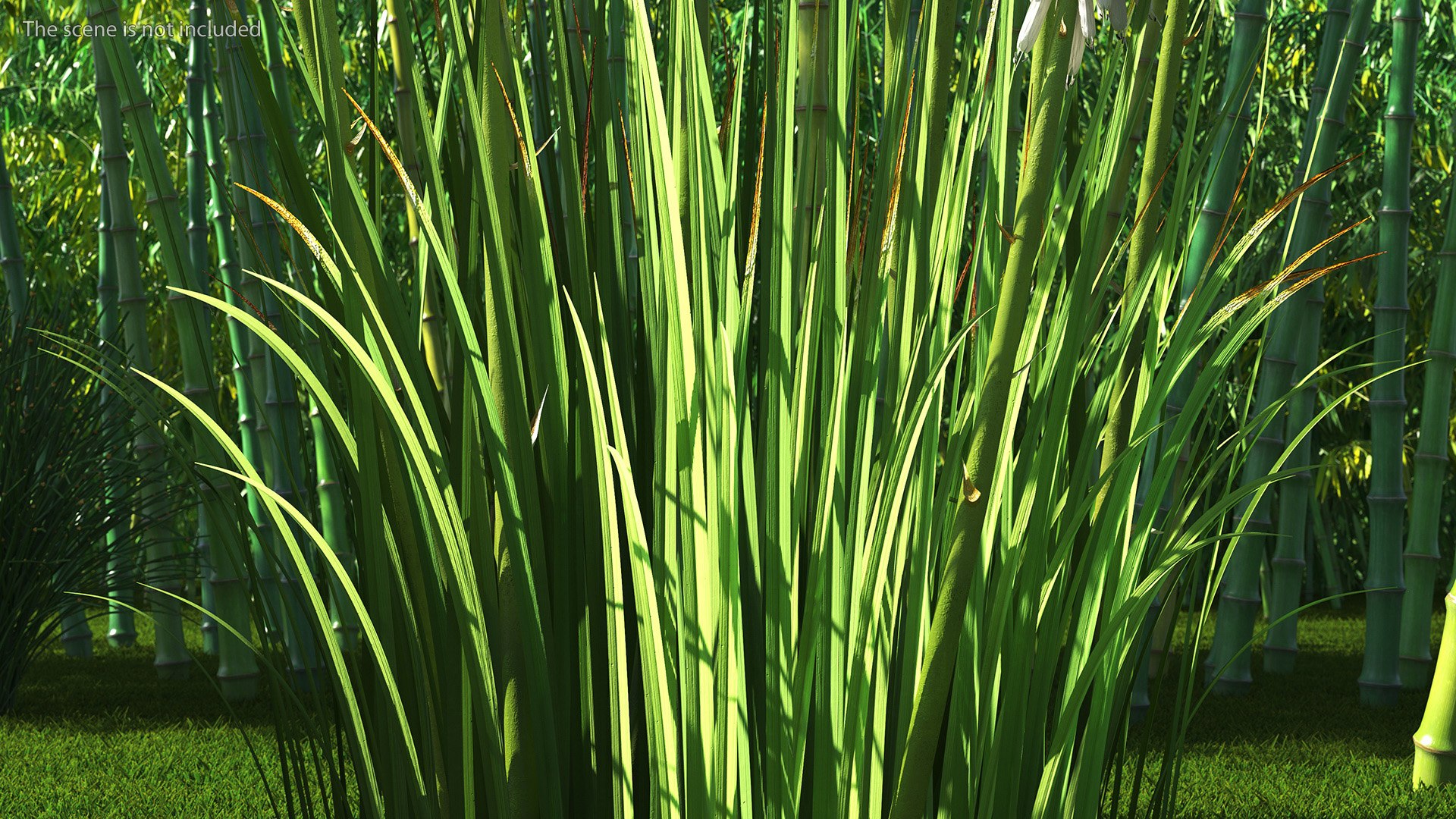 3D Kniphofia Little Maid model https://p.turbosquid.com/ts-thumb/eA/O1viwS/ZR/kniphofialittlemaid3dsmodel005/jpg/1701090166/1920x1080/fit_q87/8eb5df299863540684044b6822951c65909ed2b1/kniphofialittlemaid3dsmodel005.jpg