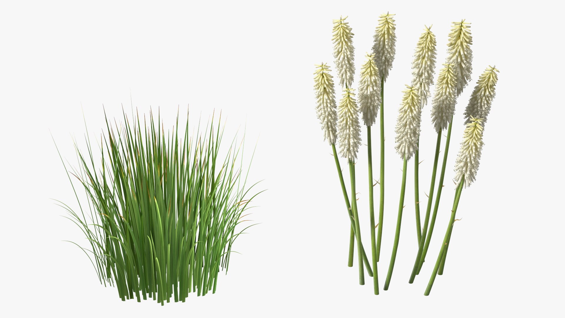 3D Kniphofia Little Maid model https://p.turbosquid.com/ts-thumb/eA/O1viwS/cH/kniphofialittlemaid3dsmodel017/jpg/1701090223/1920x1080/fit_q87/4d177568b19c2c5be9d967e480a8ea11cc32ccfd/kniphofialittlemaid3dsmodel017.jpg