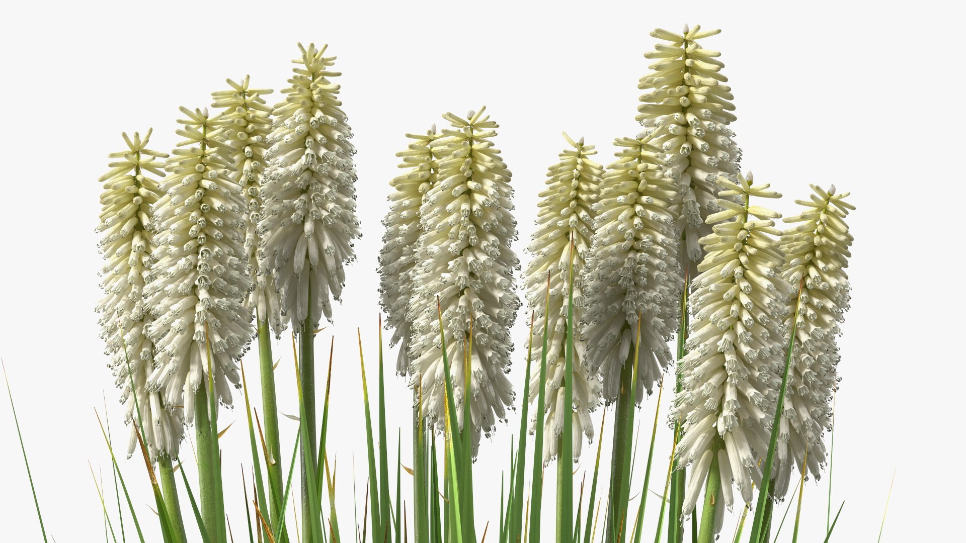 3D Kniphofia Little Maid model https://p.turbosquid.com/ts-thumb/eA/O1viwS/es/kniphofialittlemaid3dsmodel014/jpg/1701090210/1920x1080/fit_q87/b30119f62f1c90f728ad2f369c0a410f17b80988/kniphofialittlemaid3dsmodel014.jpg