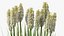 Kniphofia Little Maid