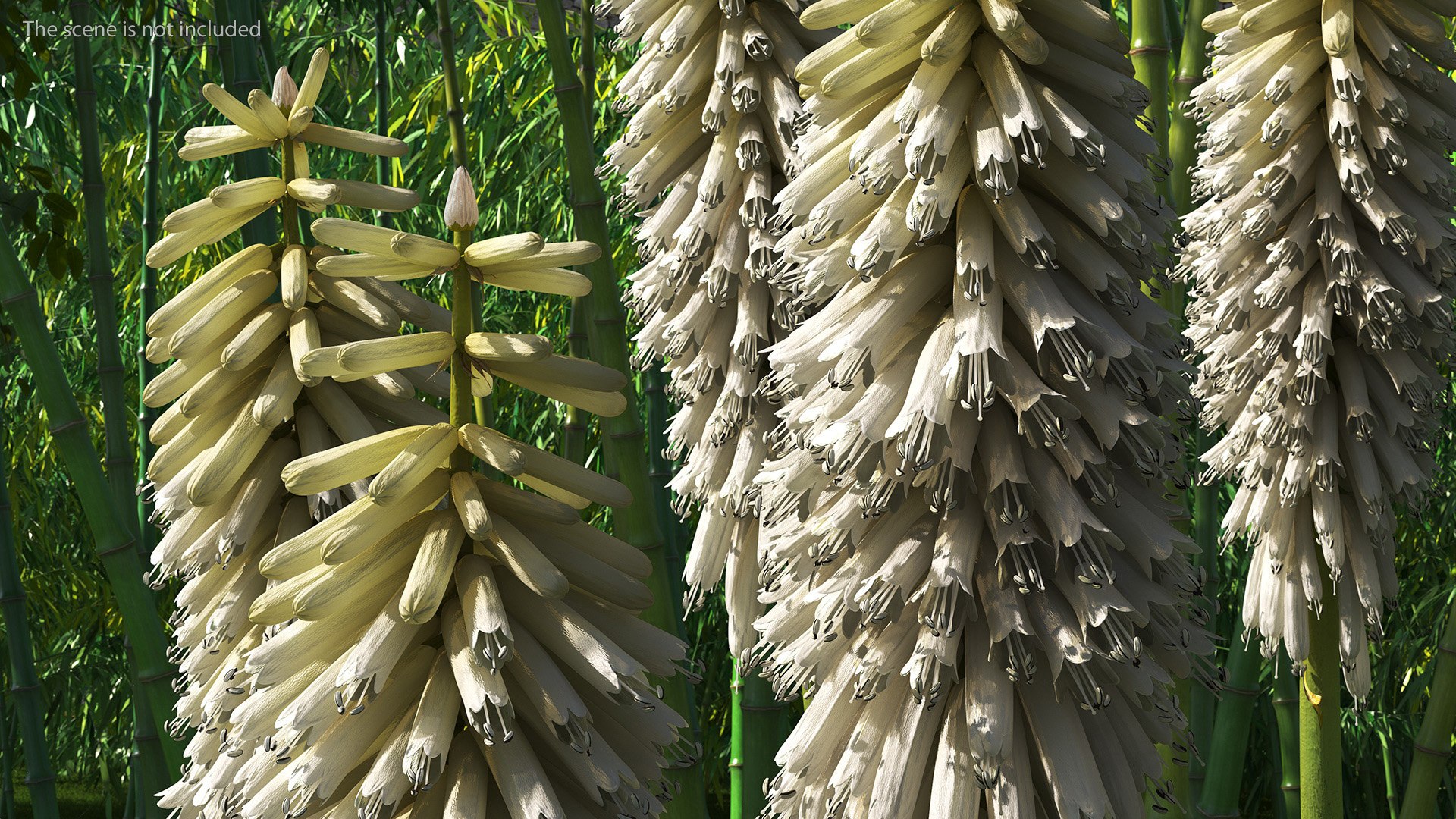 3D Kniphofia Little Maid model https://p.turbosquid.com/ts-thumb/eA/O1viwS/hA/kniphofialittlemaid3dsmodel006/jpg/1701090171/1920x1080/fit_q87/84c09d7c824d86c714dd314fe09f8a002d0360ed/kniphofialittlemaid3dsmodel006.jpg