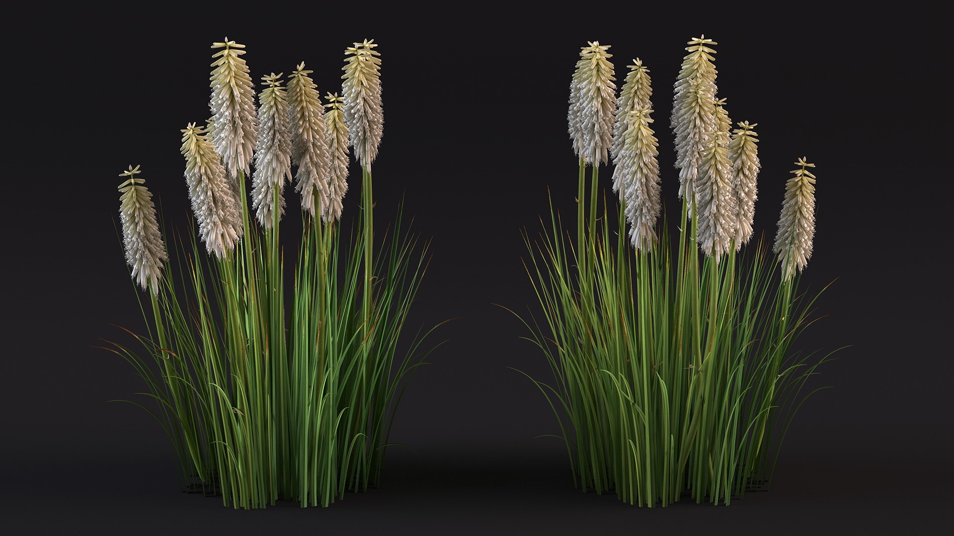3D Kniphofia Little Maid model https://p.turbosquid.com/ts-thumb/eA/O1viwS/hw/kniphofialittlemaid3dsmodel009/jpg/1701090187/1920x1080/fit_q87/8cdf2b99be77ef13e051dd50374dbf7c23c2b8c4/kniphofialittlemaid3dsmodel009.jpg