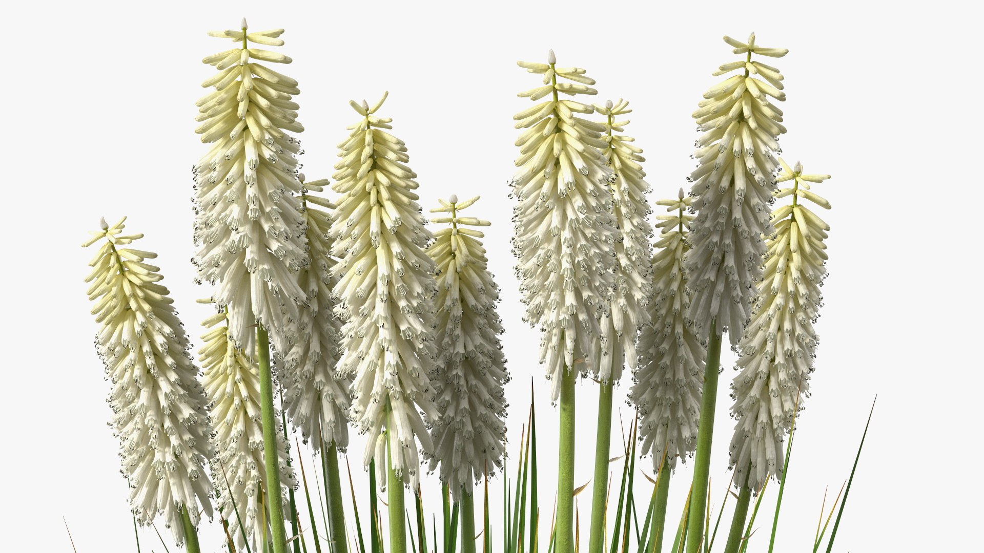 3D Kniphofia Little Maid model https://p.turbosquid.com/ts-thumb/eA/O1viwS/oT/kniphofialittlemaid3dsmodel013/jpg/1701090206/1920x1080/fit_q87/6a3ccee8009499dfa18a8d2892e4b84fc264aeec/kniphofialittlemaid3dsmodel013.jpg