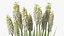 Kniphofia Little Maid