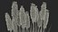 Kniphofia Little Maid