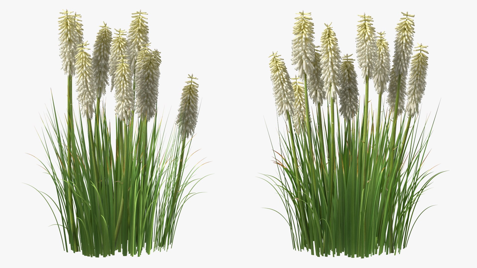 3D Kniphofia Little Maid model https://p.turbosquid.com/ts-thumb/eA/O1viwS/uy/kniphofialittlemaid3dsmodel011/jpg/1701090196/1920x1080/fit_q87/e18cbad30df1cf304f0ac80d939aedf3fe61b4dc/kniphofialittlemaid3dsmodel011.jpg