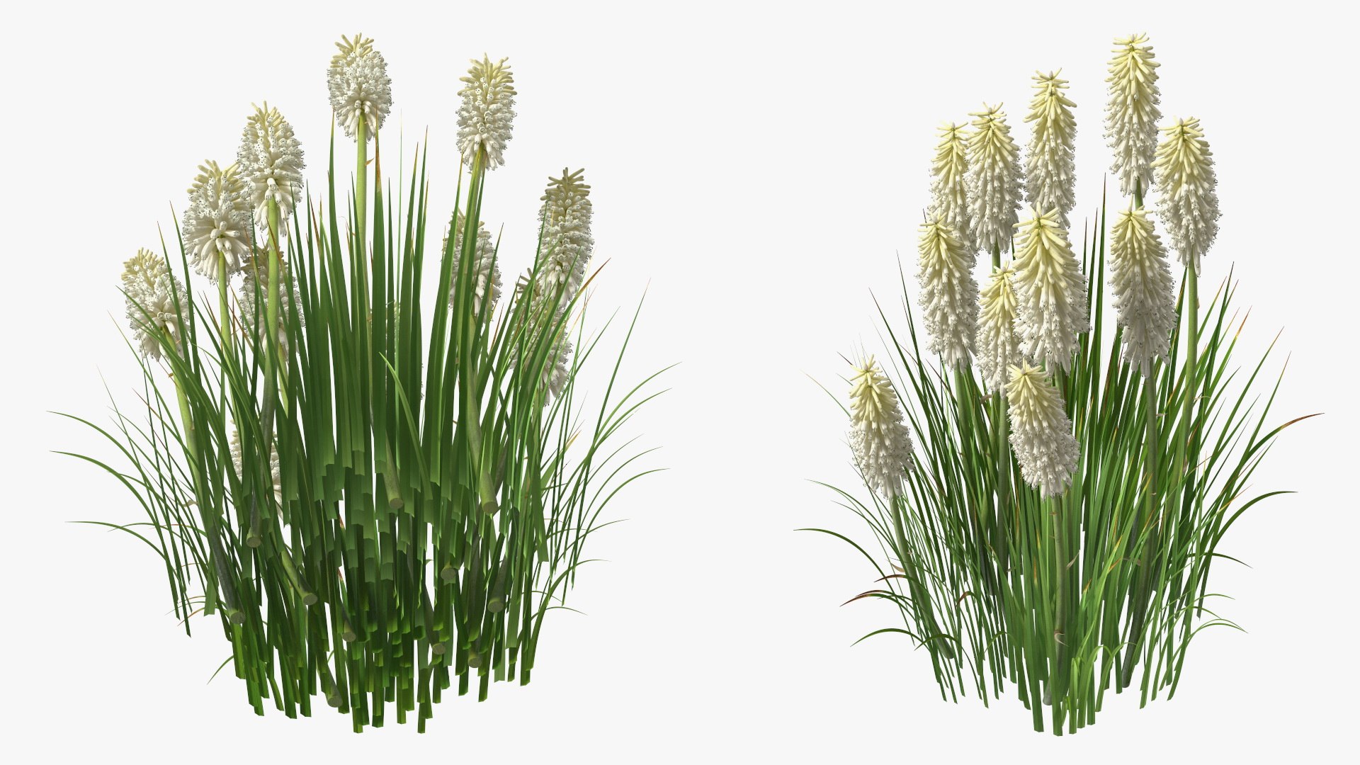 3D Kniphofia Little Maid model https://p.turbosquid.com/ts-thumb/eA/O1viwS/wL/kniphofialittlemaid3dsmodel012/jpg/1701090201/1920x1080/fit_q87/a02592181ed92df69d87f65a13e76611e7c249c8/kniphofialittlemaid3dsmodel012.jpg