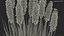 Kniphofia Little Maid