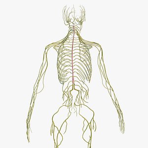 Male Nervous System Full Body