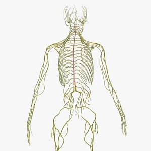 Male Nervous System Full Body