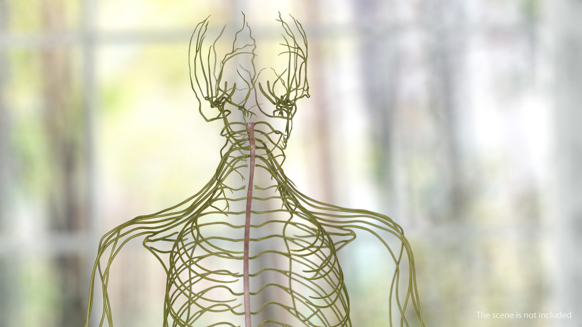 3D male nervous body https://p.turbosquid.com/ts-thumb/eA/RumJDt/Op7cIQf3/malenervoussystemfullbodyc4dmodel002/jpg/1570642010/1920x1080/fit_q87/63538c37b41994c11a8ee2fd85f4eec1a3804c1a/malenervoussystemfullbodyc4dmodel002.jpg