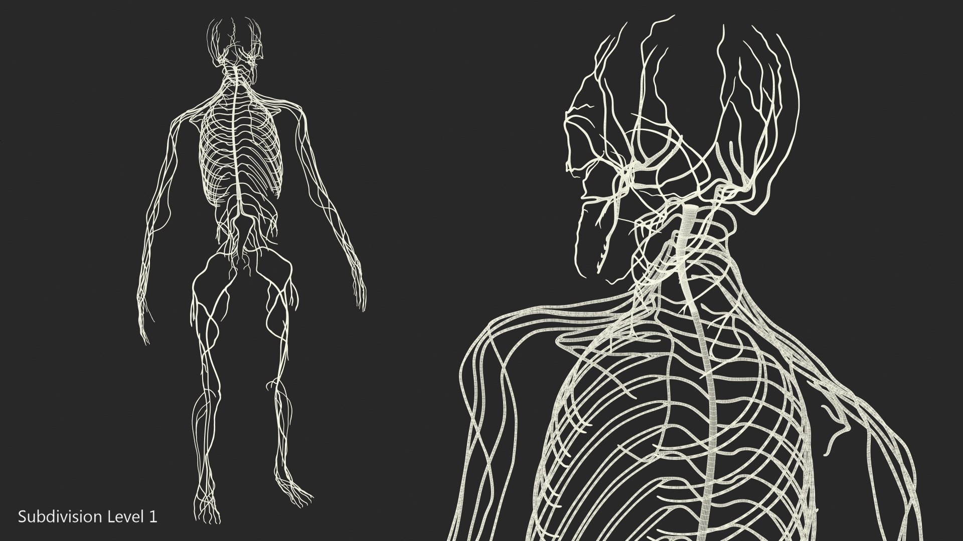 3D male nervous body https://p.turbosquid.com/ts-thumb/eA/RumJDt/aic8bMMA/malenervoussystemfullbodyc4dmodel010/jpg/1570642048/1920x1080/fit_q87/ba619f2ff9a9f92b4fa7cce7adb3a0da5002c879/malenervoussystemfullbodyc4dmodel010.jpg