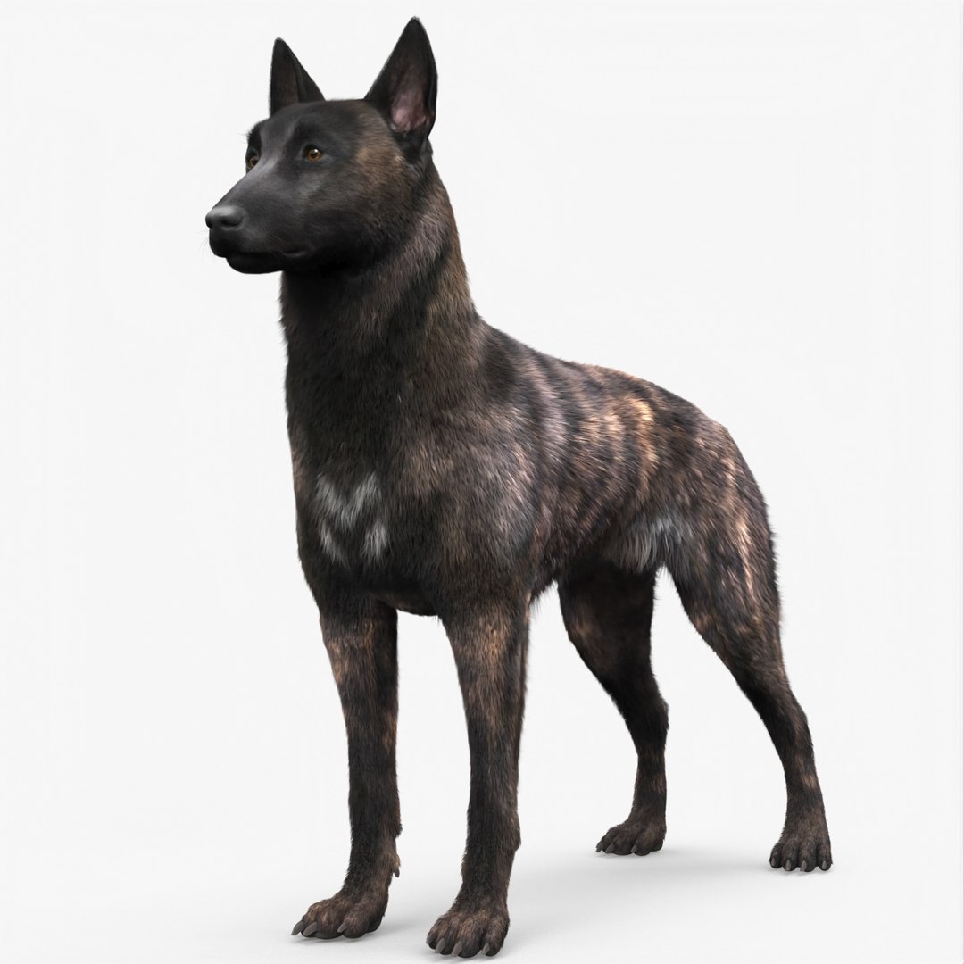 Dog Dutch Shepherd Fur 3D model preview