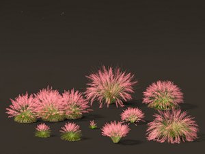 3D model Muhly grass - Pink muhlygrass