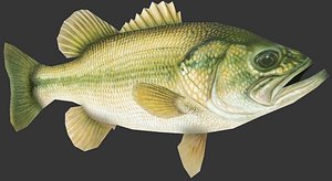 3D seabass sea