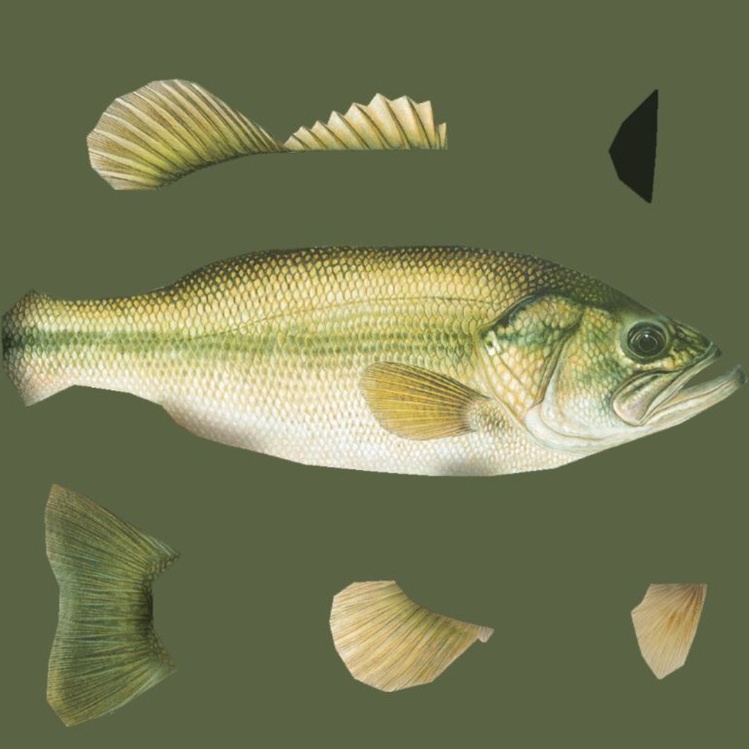 3D seabass sea https://p.turbosquid.com/ts-thumb/eA/YdfqaY/xec9Qvsk/pic4/jpg/1561373256/1920x1080/fit_q87/23817dbc6e5268b6b83d082c708d75600522c3b0/pic4.jpg