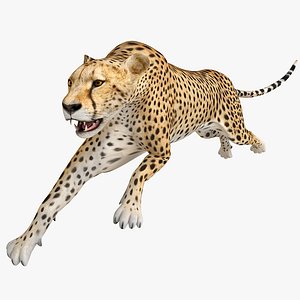 3d cheetah pose model