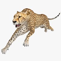 Cheetah 2 Pose 2