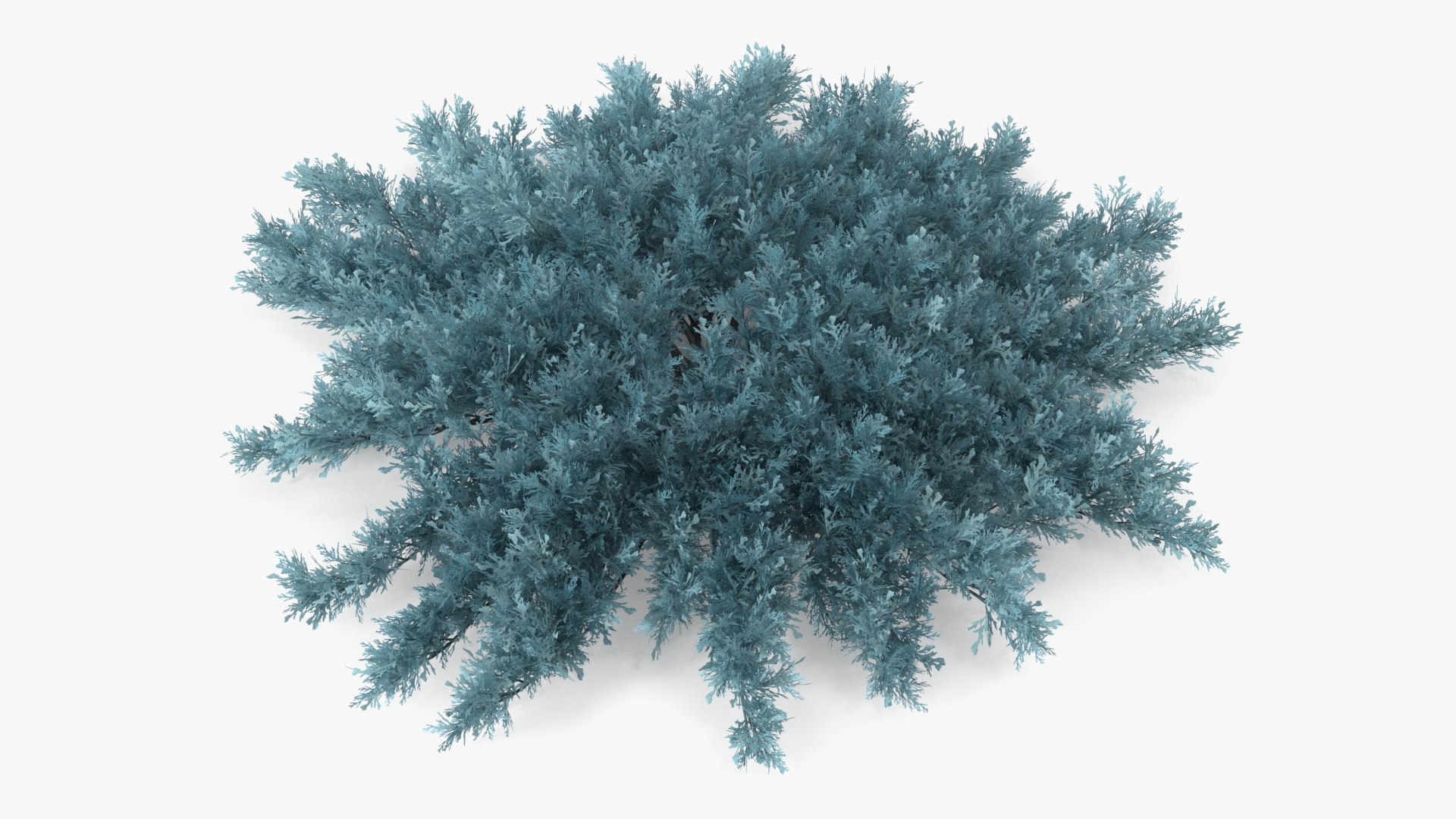 Juniperus Sabina Blue 3D model preview