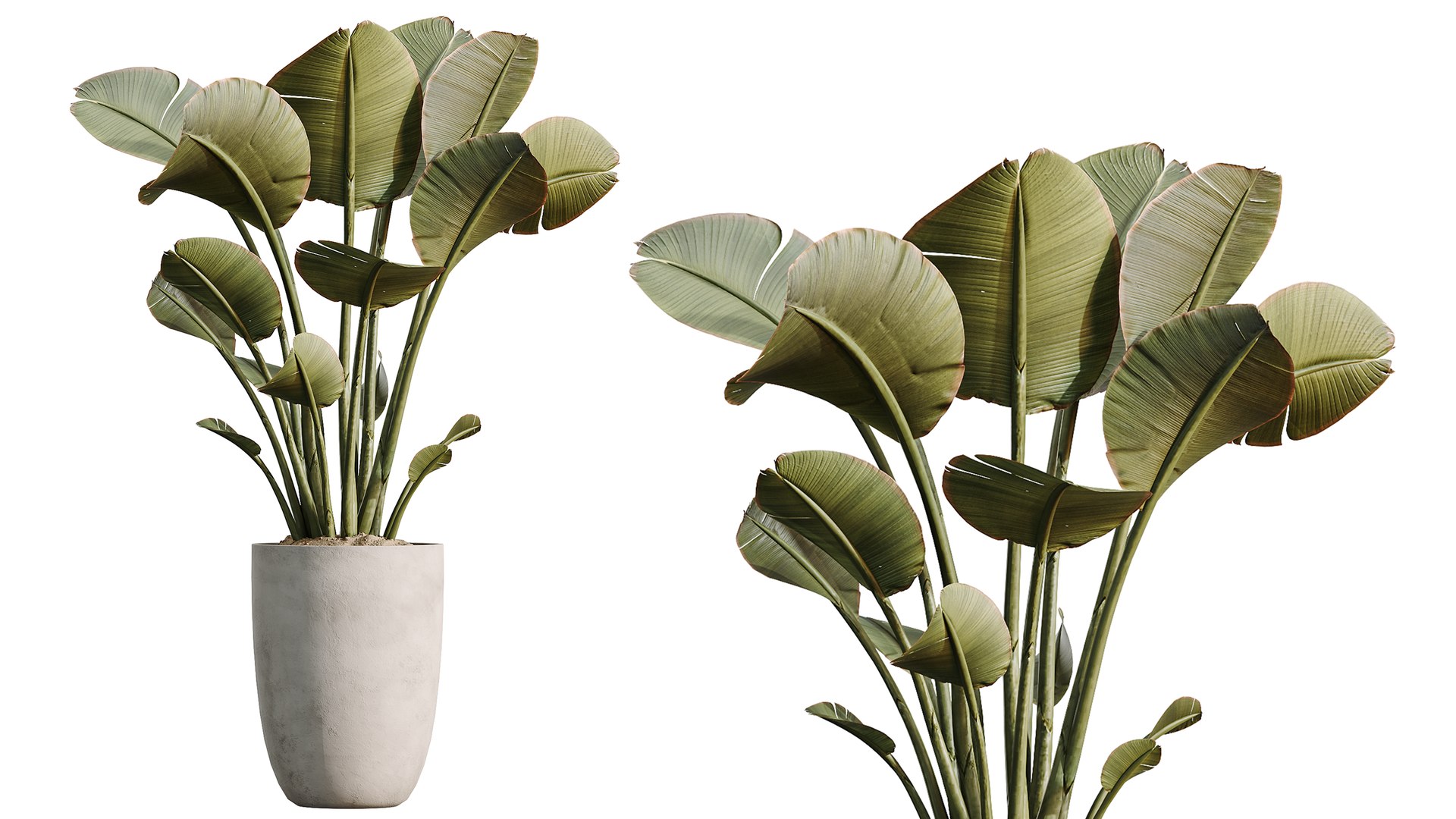 3D AV Indoor Plants Set 482 Peace Lily Banana Olive Yucca Orange model https://p.turbosquid.com/ts-thumb/eA/jINGTm/9Q/06/png/1783495704/1920x1080/fit_q87/b92418a8a0f985d35730efa2ee97ef8cd7fabd52/06.jpg