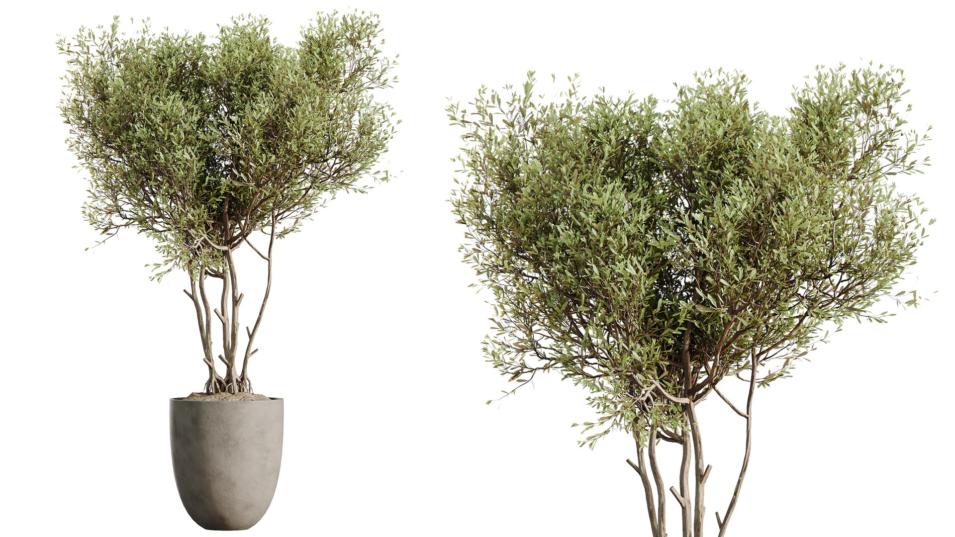 3D AV Indoor Plants Set 482 Peace Lily Banana Olive Yucca Orange model https://p.turbosquid.com/ts-thumb/eA/jINGTm/AD/03/png/1783495696/1920x1080/fit_q87/ea1cc2b82f16dfbcd08f7846a913498db190e3bf/03.jpg