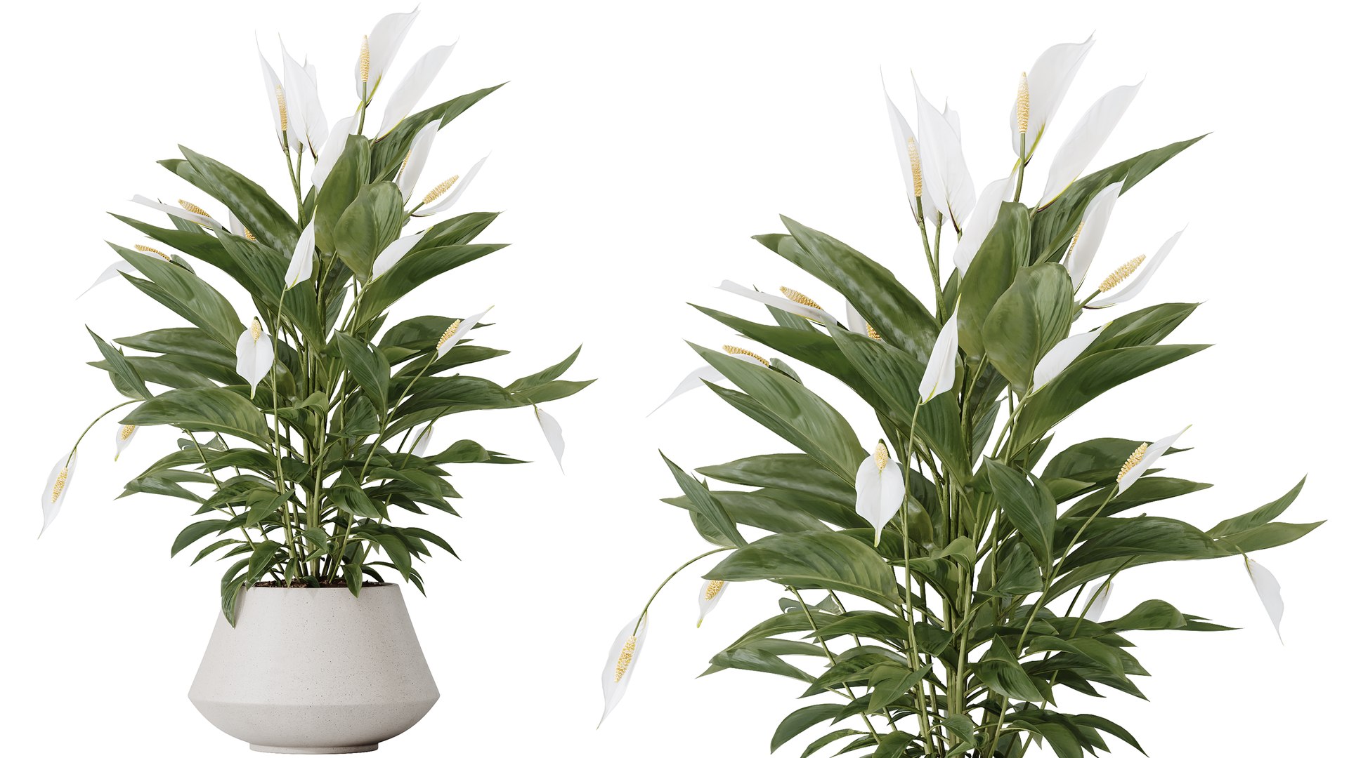 3D AV Indoor Plants Set 482 Peace Lily Banana Olive Yucca Orange model https://p.turbosquid.com/ts-thumb/eA/jINGTm/CH/02/png/1783495694/1920x1080/fit_q87/8f8f5e19ad64421e3f840cc96552c8a699434b04/02.jpg