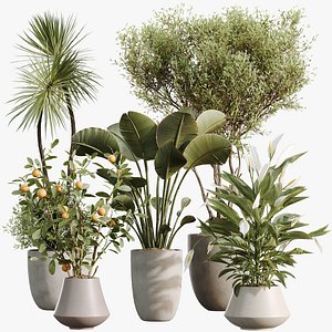 3D AV Indoor Plants Set 482 Peace Lily Banana Olive Yucca Orange model