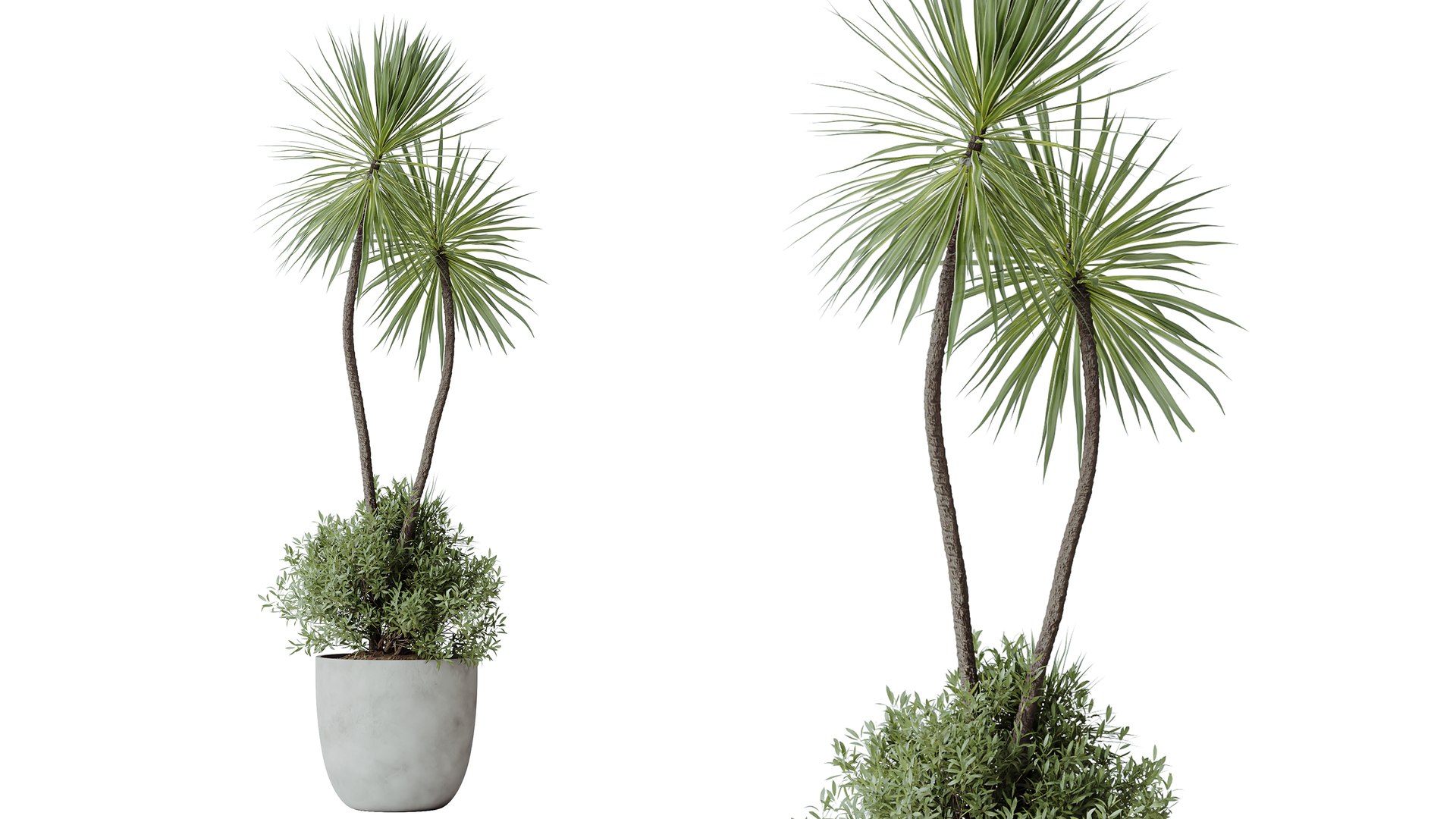 3D AV Indoor Plants Set 482 Peace Lily Banana Olive Yucca Orange model https://p.turbosquid.com/ts-thumb/eA/jINGTm/xB/05/png/1783495702/1920x1080/fit_q87/9365613a8b3efb075459b5fed49e6721adbdef36/05.jpg