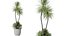 Set di piante da interno AV 482: Spatifillo, Banano, Olivo, Yucca, Arancio