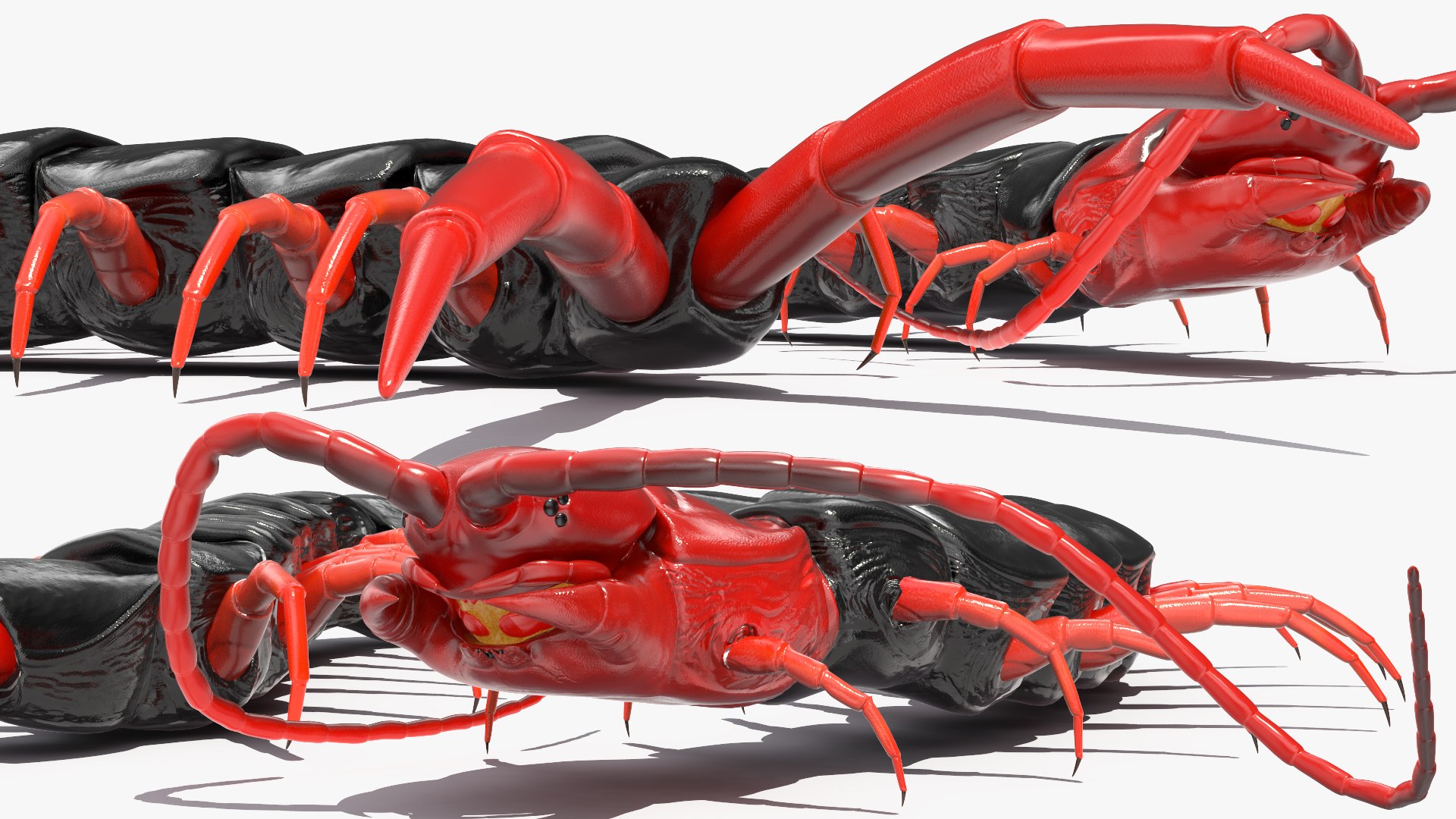 3D chinese red headed centipede https://p.turbosquid.com/ts-thumb/eA/kJVzdl/1zanhEYO/chineseredheadedcentipedec4dmodel012/jpg/1587521847/1920x1080/fit_q87/002f4e2bcc207649a18bd2f3920731e46c1dc3ef/chineseredheadedcentipedec4dmodel012.jpg