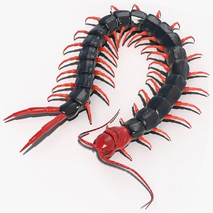 3D chinese red headed centipede